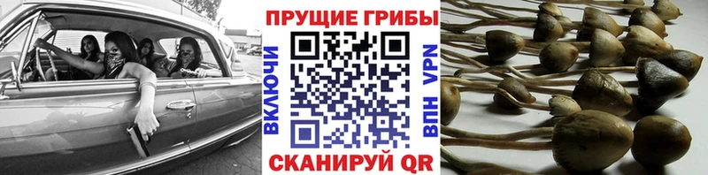 Галлюциногенные грибы Magic Shrooms  закладки  Шилка 